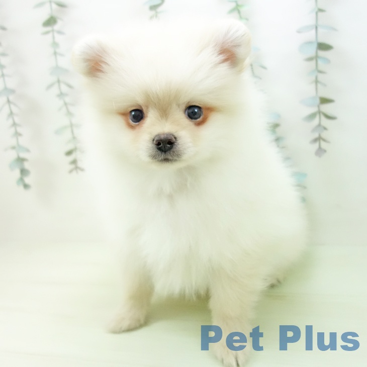 ポメラニアンの写真2