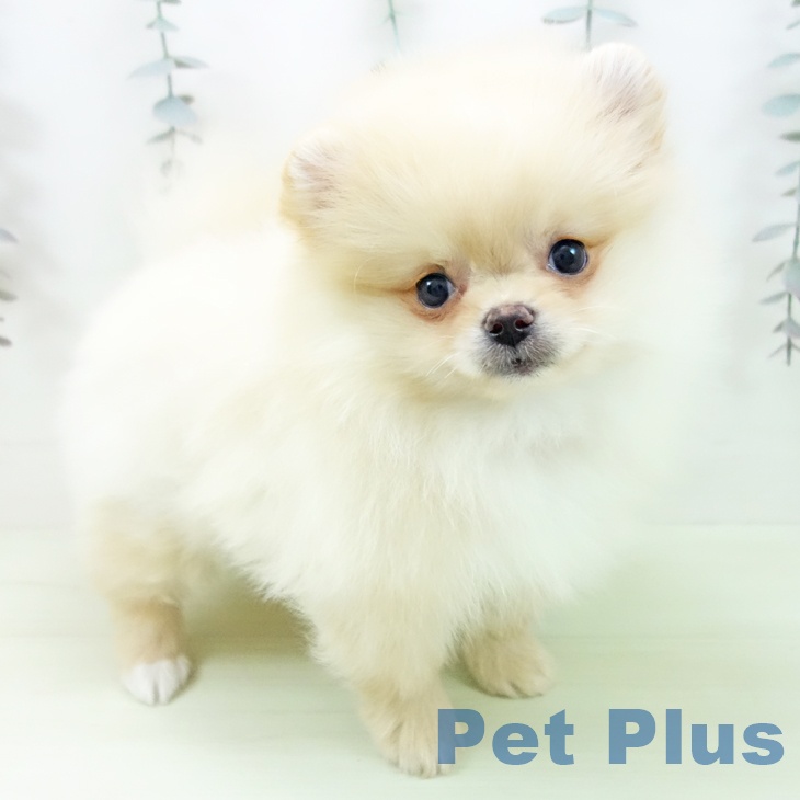 ポメラニアンの写真2