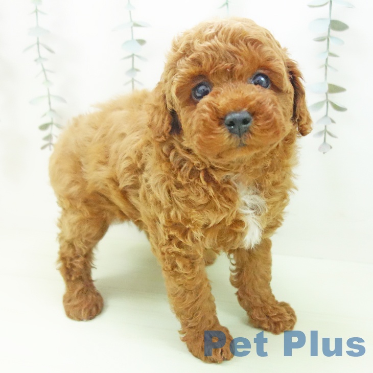 トイ・プードル