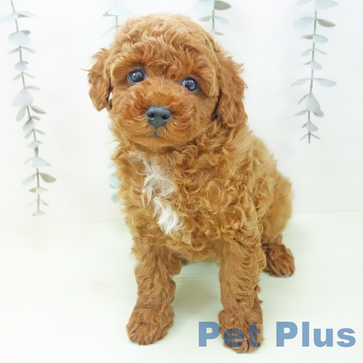 トイ・プードルの写真2