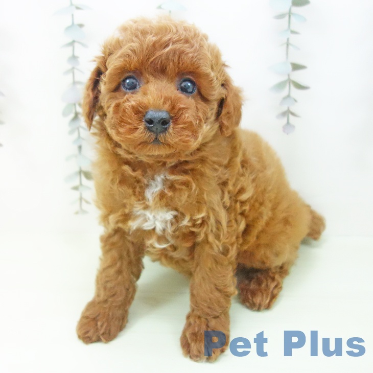 トイ・プードルの写真2