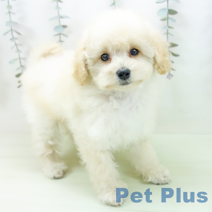 トイ・プードル