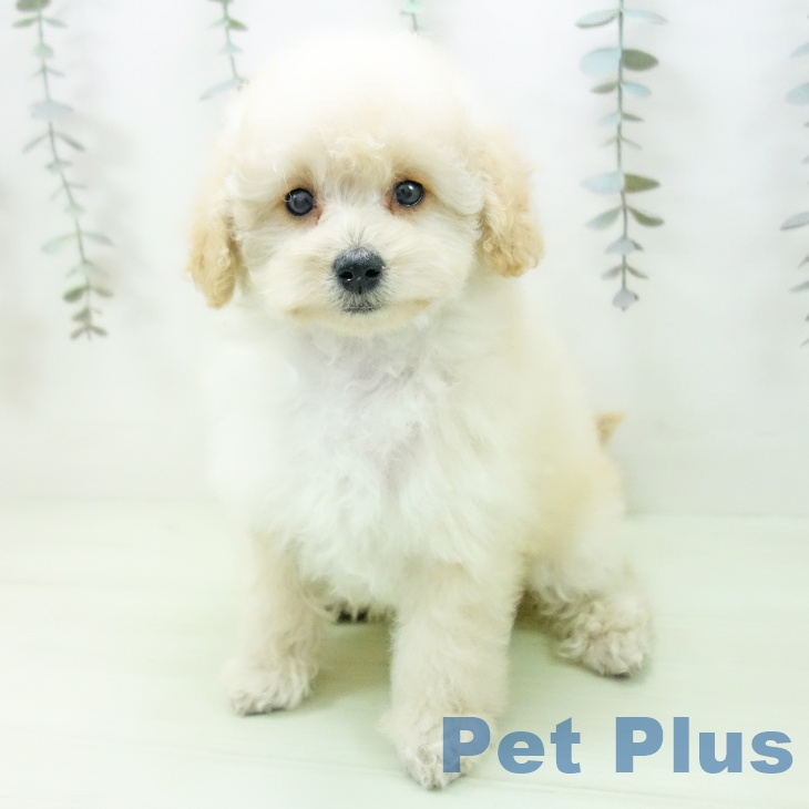 トイ・プードルの写真2