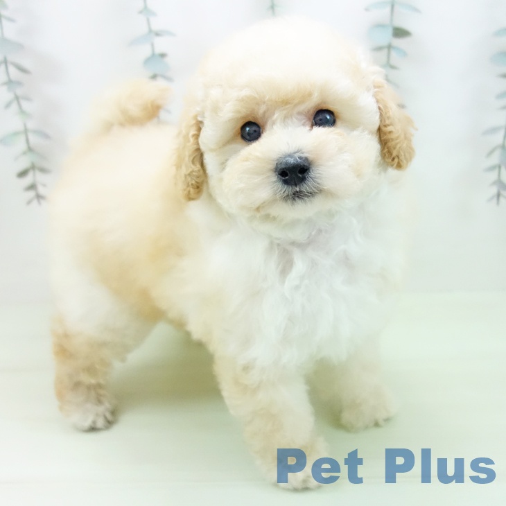 トイ・プードル