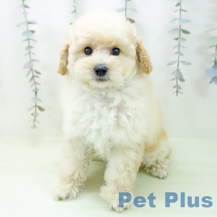 トイ・プードルの写真2