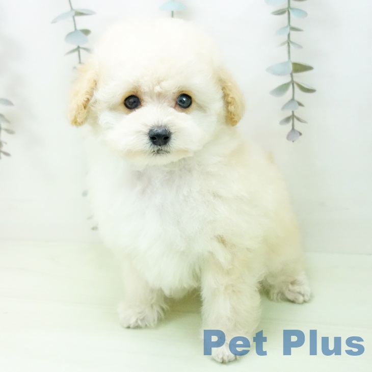 トイ・プードルの写真2