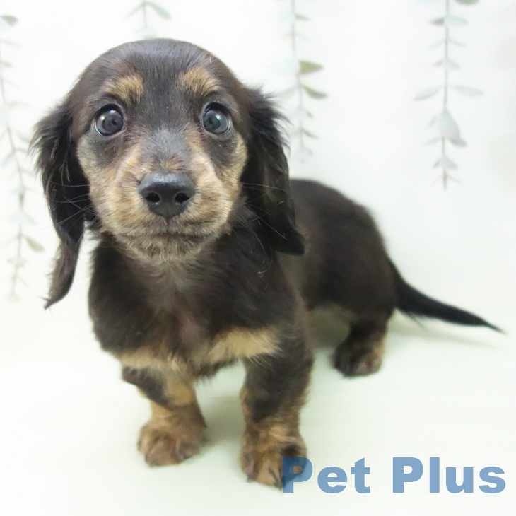 ミニチュア・ダックスフンド