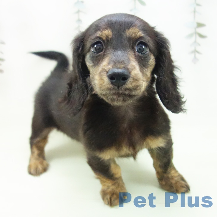 ミニチュア・ダックスフンドの写真2