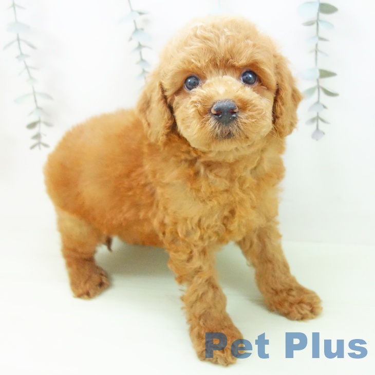 トイ・プードル