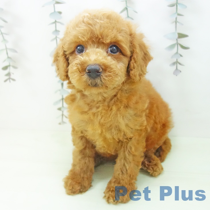 トイ・プードルの写真2