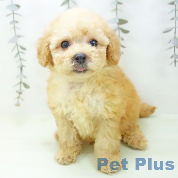 トイ・プードルの写真2