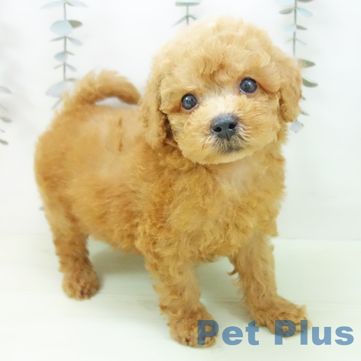 トイ・プードル