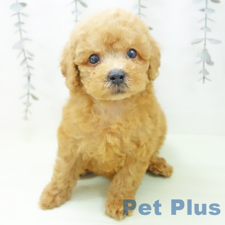 トイ・プードルの写真2