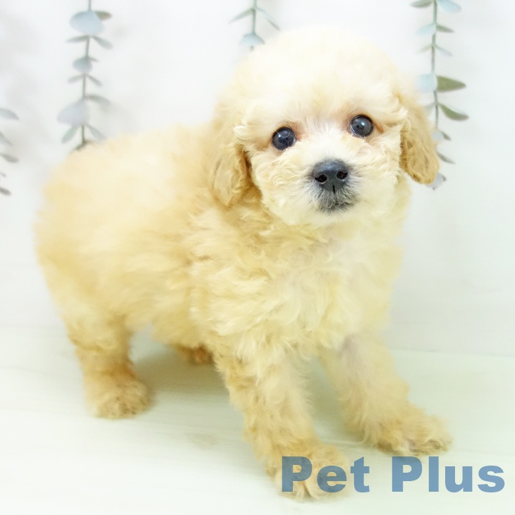 トイ・プードル