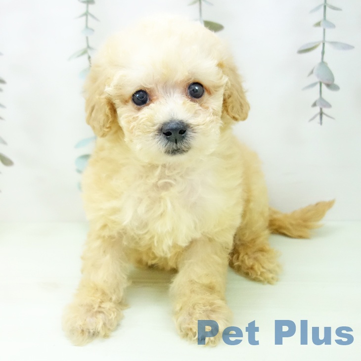 トイ・プードルの写真2