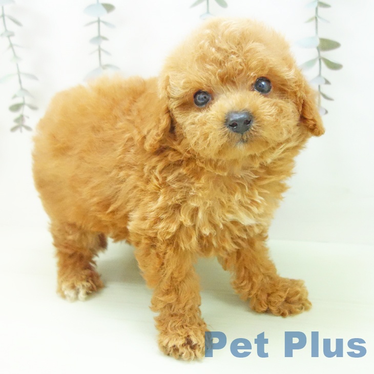 トイ・プードルの写真2