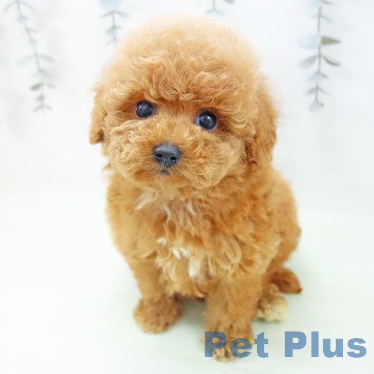 トイ・プードル