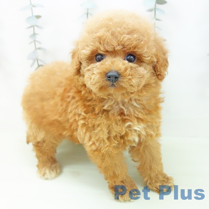 トイ・プードルの写真2