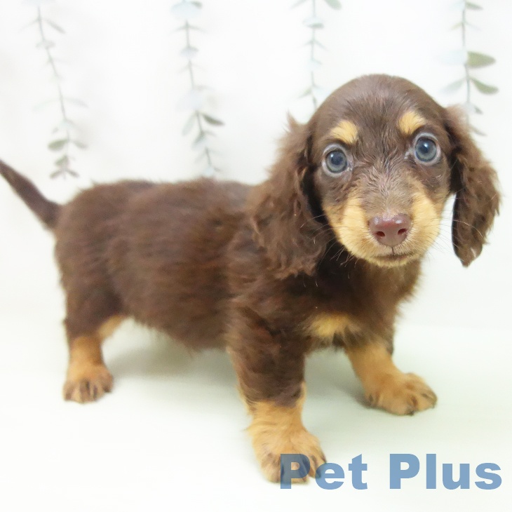 愛知県のミニチュアダックスフンド(ロング) (ペットプラス 岡崎店/2026年2月14日生まれ/男の子/チョコレートタン)の子犬