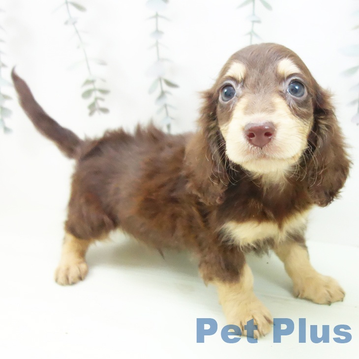 岐阜県のミニチュアダックスフンド(ロング) (ペットプラス 各務原店/2026年2月14日生まれ/男の子/チョコレートイエロー)の子犬の1枚目の画像