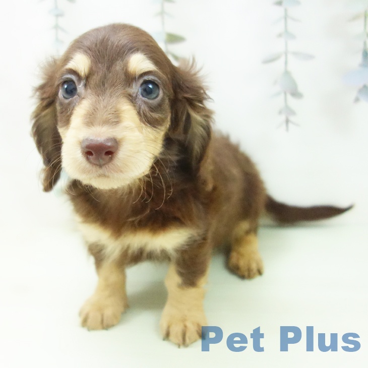 岐阜県のミニチュアダックスフンド(ロング) (ペットプラス 各務原店/2026年2月14日生まれ/男の子/チョコレートイエロー)の子犬の2枚目の画像