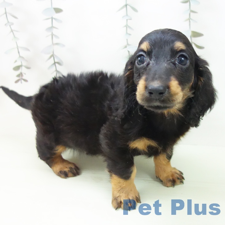 福井県のミニチュアダックスフンド(ロング) (ペットプラス 福井店/2026年2月14日生まれ/女の子/ブラックタン)の子犬