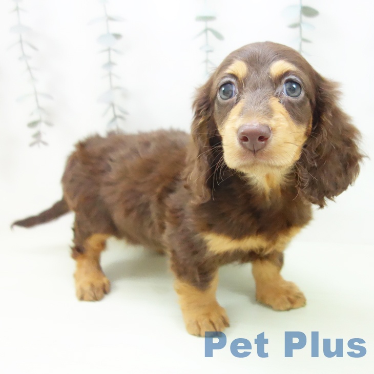 石川県のミニチュアダックスフンド(ロング) (ペットプラス 白山店/2026年2月14日生まれ/女の子/チョコレートタン)の子犬