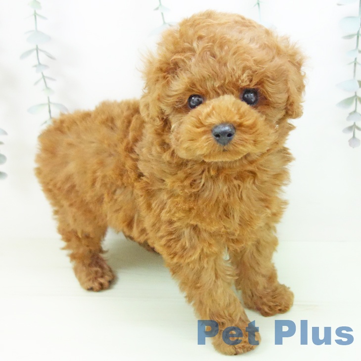 トイ・プードル