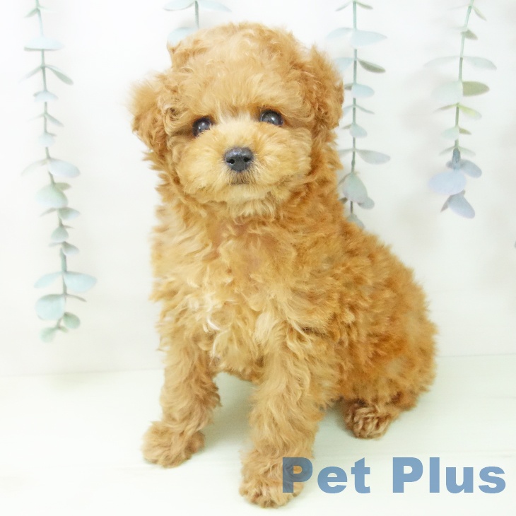 トイ・プードルの写真2