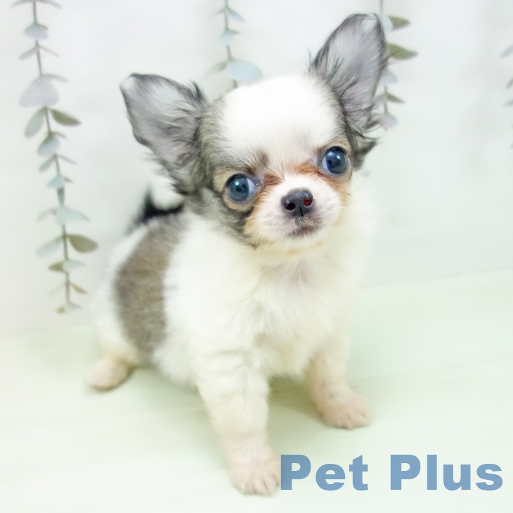 愛知県のチワワ(ロング) (ペットプラス ナゴヤドーム前店/2026年2月20日生まれ/男の子/セーブルホワイト)の子犬
