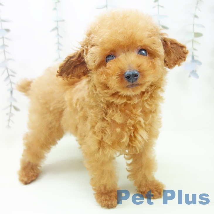 トイ・プードル