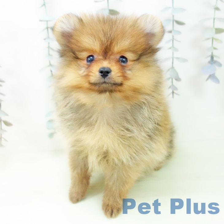 ポメラニアンの写真2