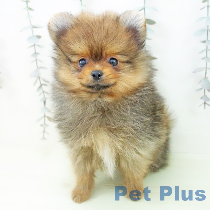 ポメラニアンの写真2