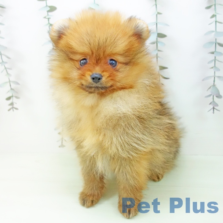 ポメラニアンの写真2
