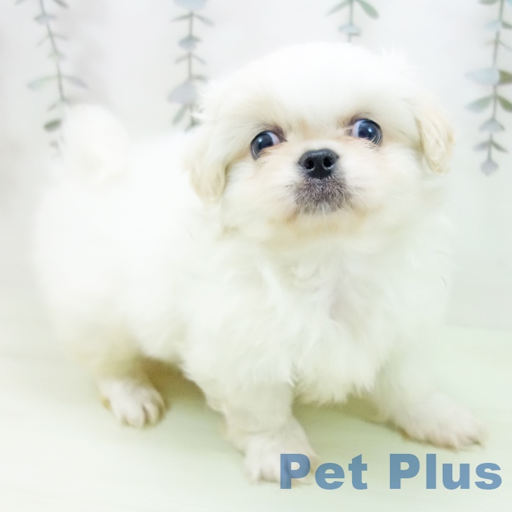 ペキニーズの写真2