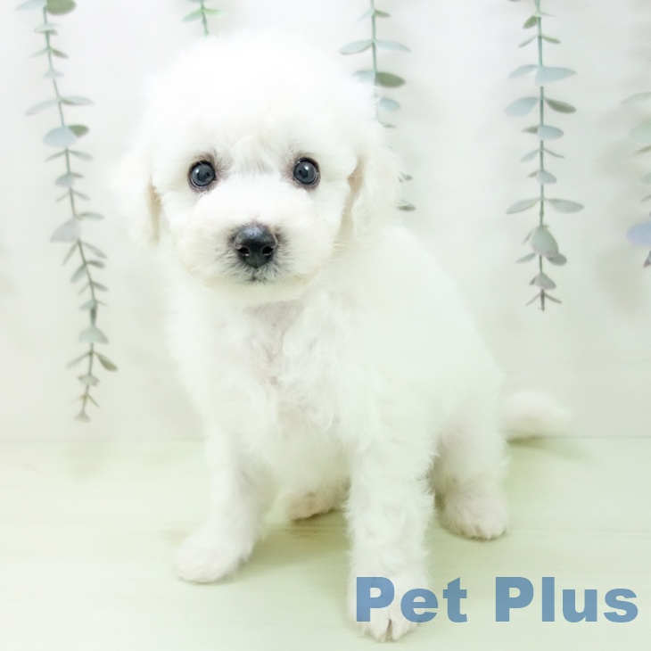 ビション・フリーゼの写真2