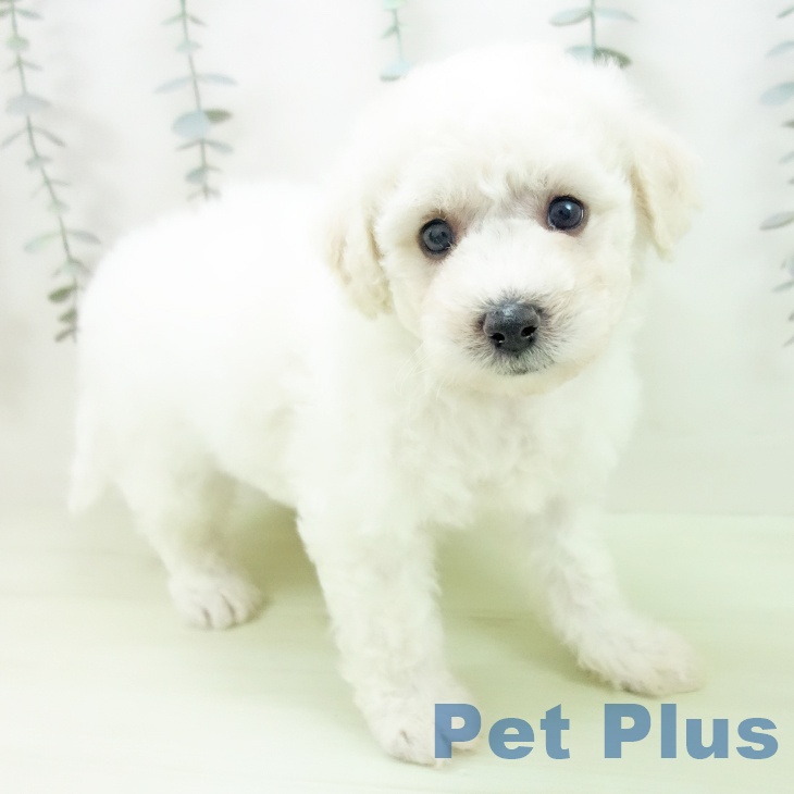 ビション・フリーゼ