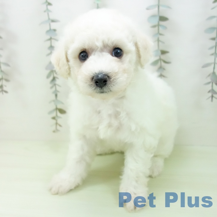 ビション・フリーゼの写真2