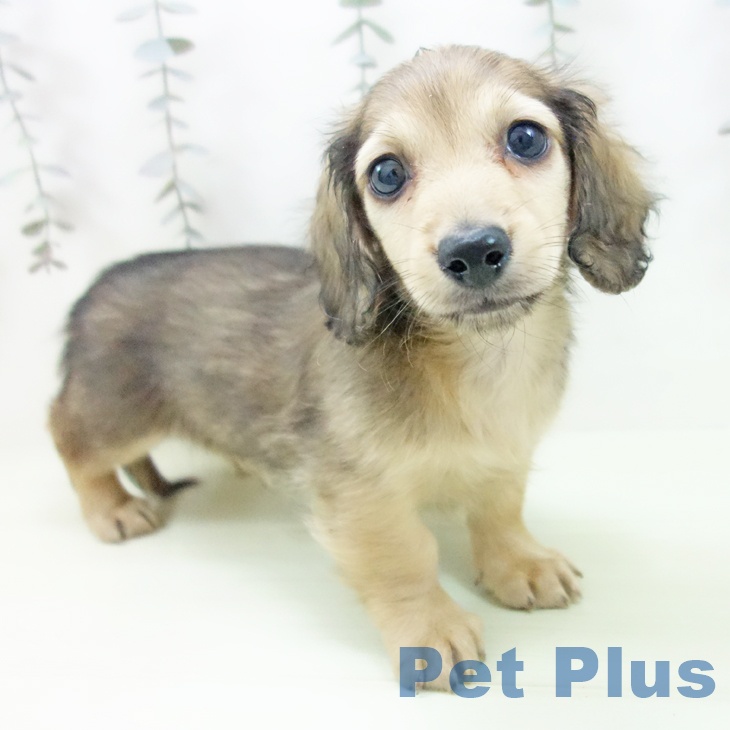 ミニチュア・ダックスフンド