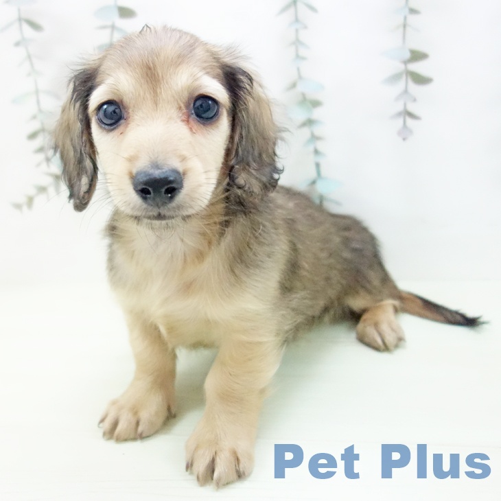 ミニチュア・ダックスフンドの写真2