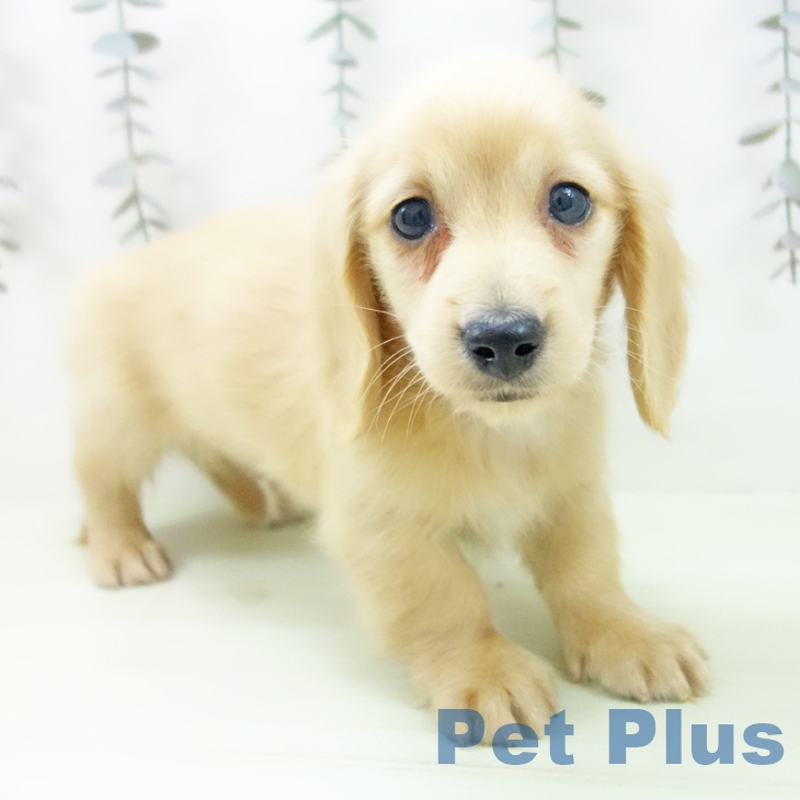 ミニチュア・ダックスフンド