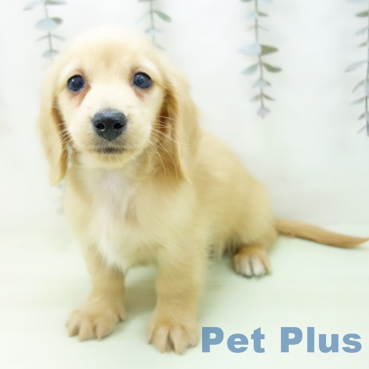 ミニチュア・ダックスフンドの写真2