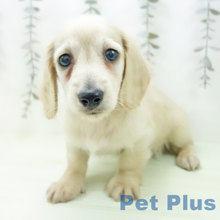 ミニチュア・ダックスフンド