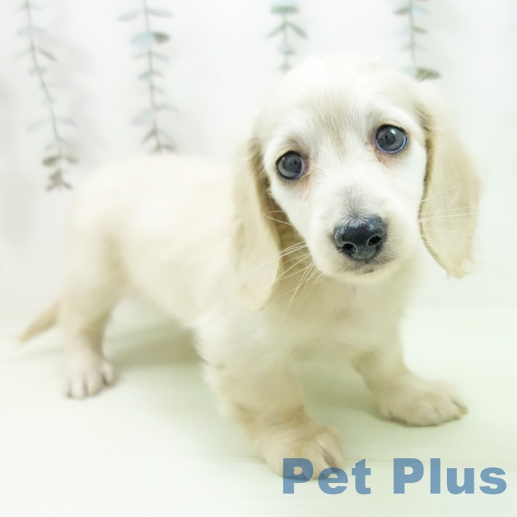 ミニチュア・ダックスフンド