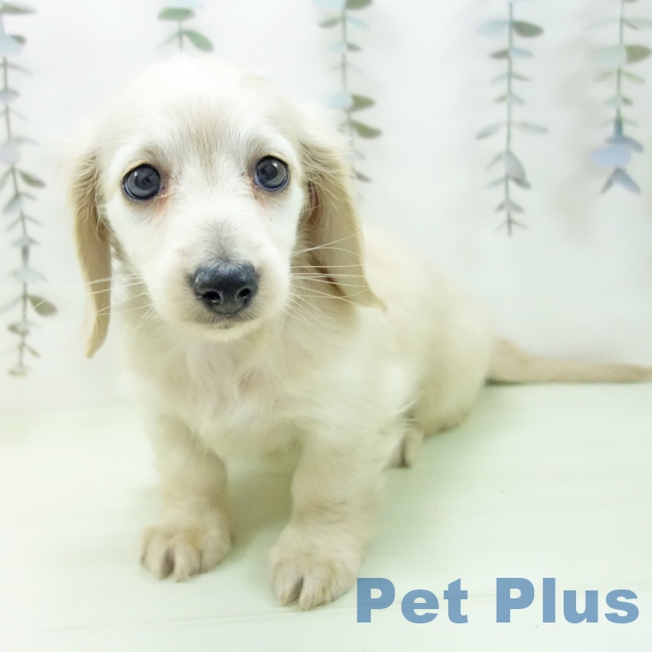 ミニチュア・ダックスフンドの写真2