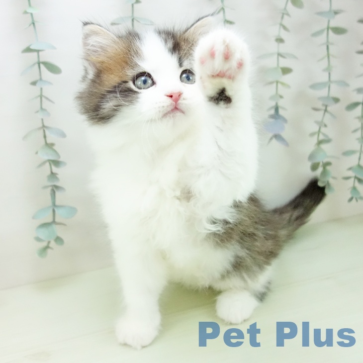 サイベリアンの写真2