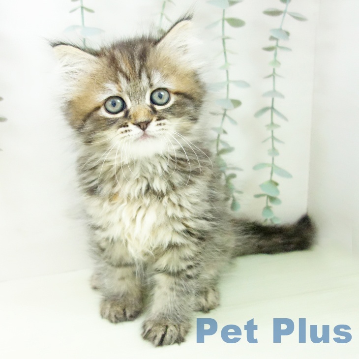 三重県のサイベリアン (ペットプラス 東員店/2026年2月25日生まれ/女の子/ブラウンタビー)の子猫