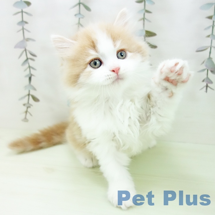 サイベリアンの写真2