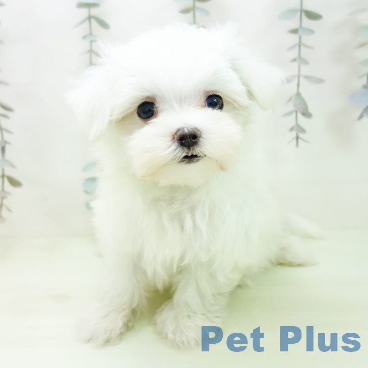 マルチーズの写真2