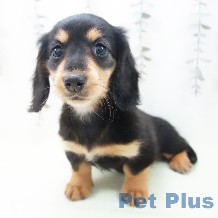 ミニチュア・ダックスフンドの写真2